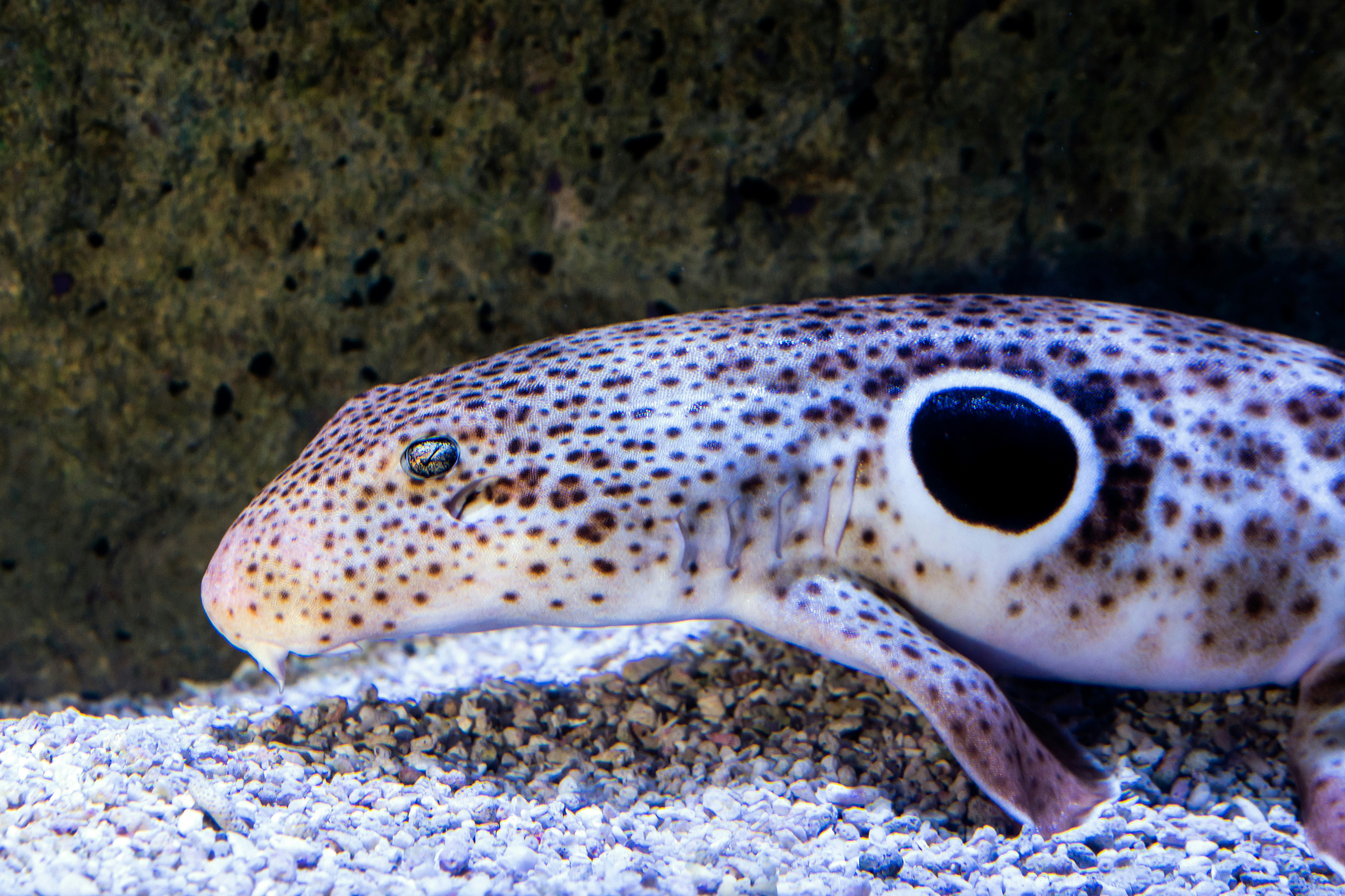 Epaulette Shark